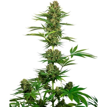 Sensi Seeds Satin Black Domina CBD semena neobsahují THC 10 ks