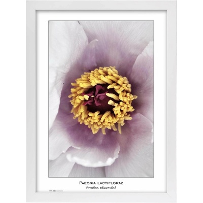 TRADAG Natura 29,7 x 42 - A3 bílý – Zboží Živě