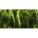 Cryptocoryne crispatula