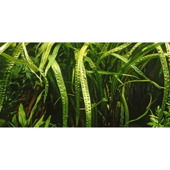Cryptocoryne crispatula