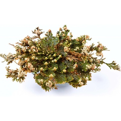 Botanic Růže z Jericha - Celá rostlina 1 ks – Hledejceny.cz