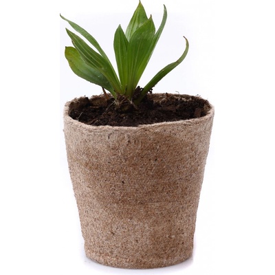 BIO Jitrocel kopinatý - Plantago lanceolata, SAZENICE