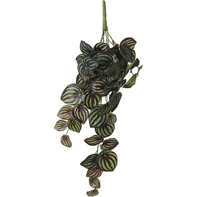 Pepřinec - peperomia závěsná zelená pestrobarevná D58, Š20, V14 cm (A1074936)