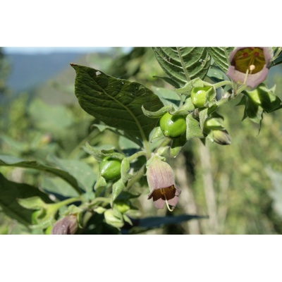 Ľuľkovec zlomocný - Atropa belladonna - semiačka - 10 ks