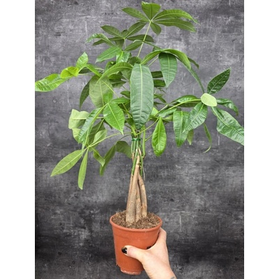 Pachira Aquatica, strom štěstí 14 cm