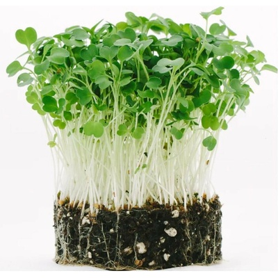 Toraf Microgreens semínka na klíčky Rukola roketa 10 g