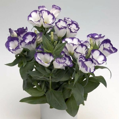 Eustoma Blue Rim F1 – Eustoma grandiflorum – semena eustomy – 12 ks