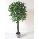 Fikus Benjamin 130 cm