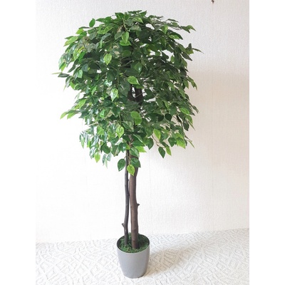 Fikus Benjamin 130 cm