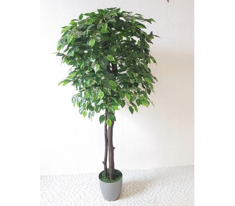 Fikus Benjamin 130 cm