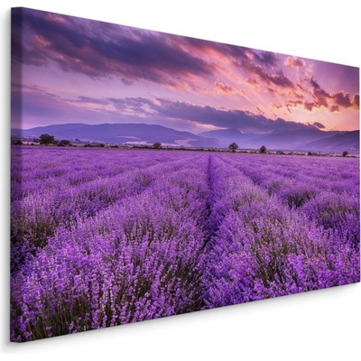 Plátno Krásná Levandulová Krajina 3D II. Varianta: 70x50