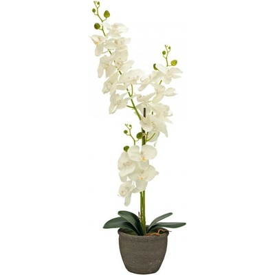 Orchidej se smetanovými květy, 80 cm