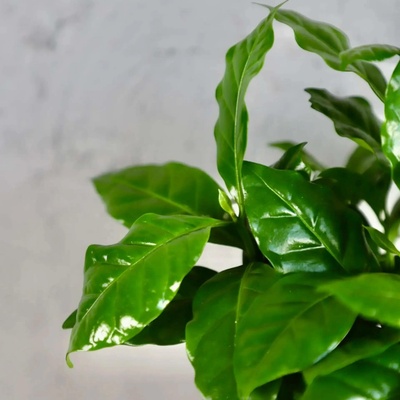 Coffea arabica Kávovník Arabský