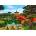 Castorland - Puzzle Nan Lian Garden, Honk Kong - 1 000 piese