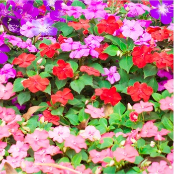 Netýkavka Balzamína zmes farieb - Impatiens balsamina - predaj semien - 100 ks
