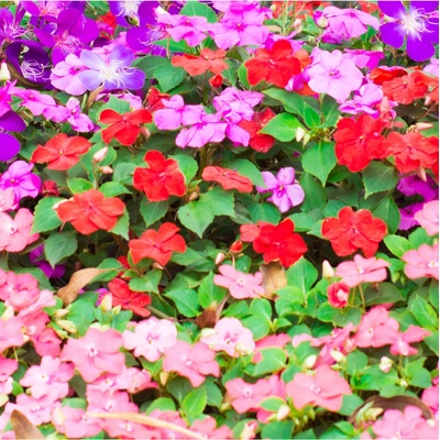 Netýkavka Balzamína zmes farieb - Impatiens balsamina - predaj semien - 100 ks