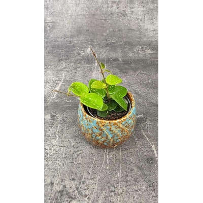 Hoya Mathilde mini