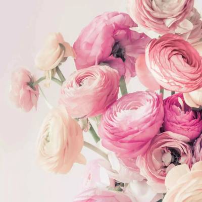 Braun Company ubrousek 33x33cm Krásné růžové růže – Zboží Mobilmania