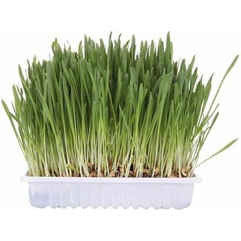 Trixie Tráva pro kočku v misce 100 g