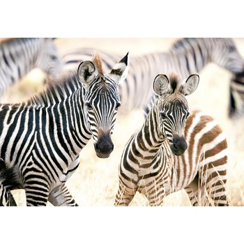 Image 1 of Castorland - Puzzle Young Zebras - 1 000 piese