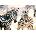Castorland - Puzzle Young Zebras - 1 000 piese