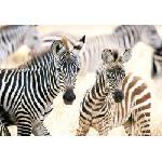 Castorland - Puzzle Young Zebras - 1 000 piese