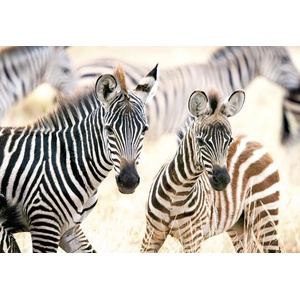 Castorland - Puzzle Young Zebras - 1 000 piese