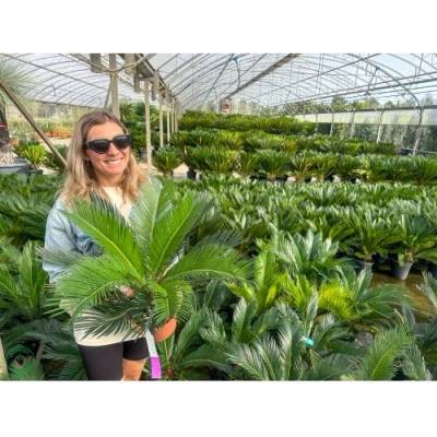 Cykas japonský (Cycas revoluta) - výška 30-50 cm, ⌀ rastliny 20-30 cm, kont. C2L