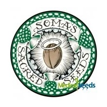 Soma Seeds Somari semena neobsahují THC 5 ks