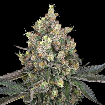 White Label Sweet Berry Breeze 10 k semienka neobsahujú THC