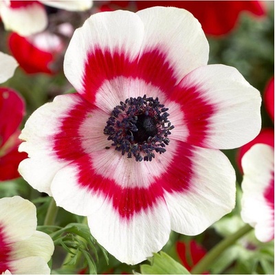 Sasanka Bicolor - Anemone - hľuzy sasanky - 3 ks
