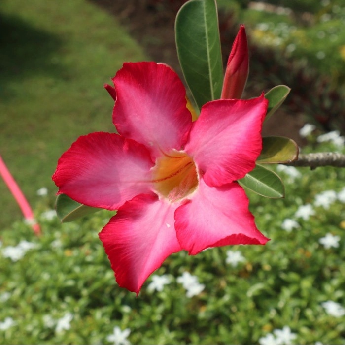 Adenium Prodej (Adenium arabicum, Adenium obesum, Adenium Prodej, nabídku adenií, Prohlédněte naši) Adenium Prodej