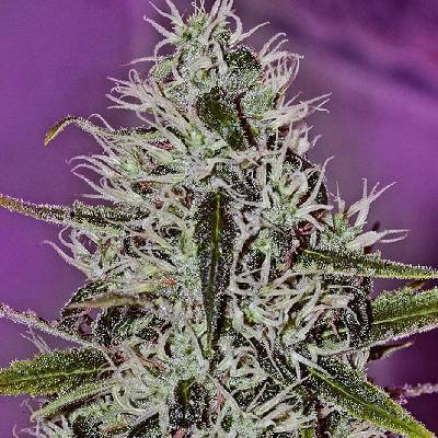 Positronics One Love Haze semena neobsahují THC 5 ks