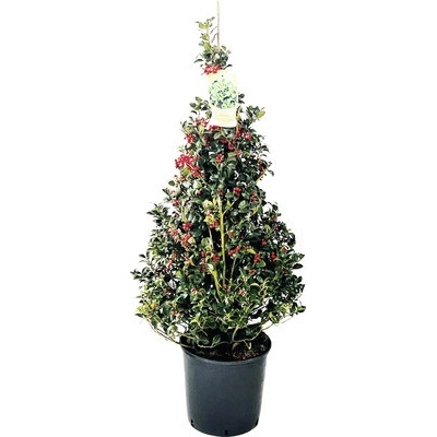 Cesmína pyramida FloraSelf Ilex aquifolium 'Alaska' výška 100-120 cm květináč 20 l