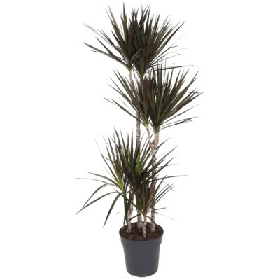 Dračinec FloraSelf Dracaena magenta 150-160 cm květináč Ø 27 cm vícekmenný 90-60-30-15 cm