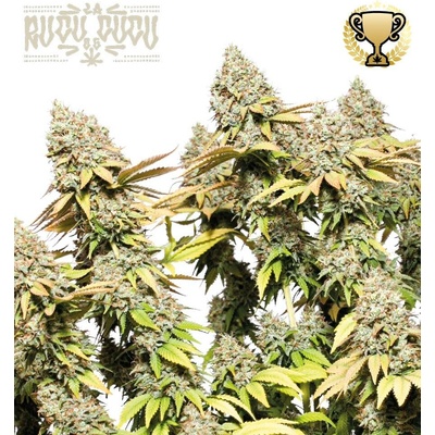 Seedstockers Rucu Cucu OG auto semena neobsahují THC 1 ks