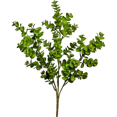 ZÁPICH EUKALYPTUS ZELENÝ 35CM