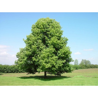 Lipa malolistá na 170-200 cm kmeni, výška 250-300 cm, obvod kmeňa 8-10cm, kont. 25-35 l