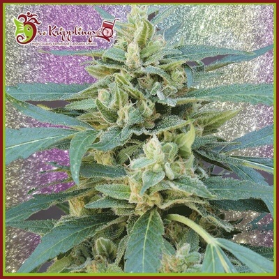 Dr. Krippling Seeds Jammy AUTO semena neobsahují THC 5 ks