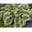 Hosta American Halo