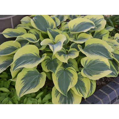 Hosta American Halo - Funkia, kont. 1 l