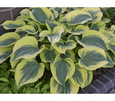 Hosta American Halo