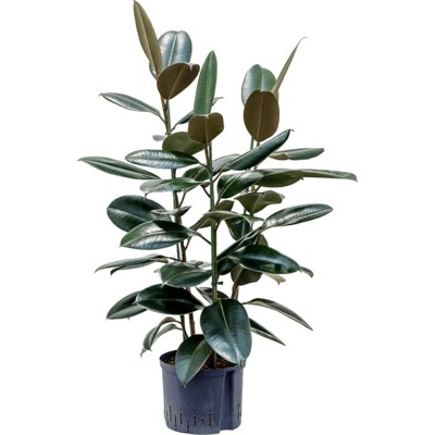 Ficus elastica abidjan 3pp 25/19 v.125 cm
