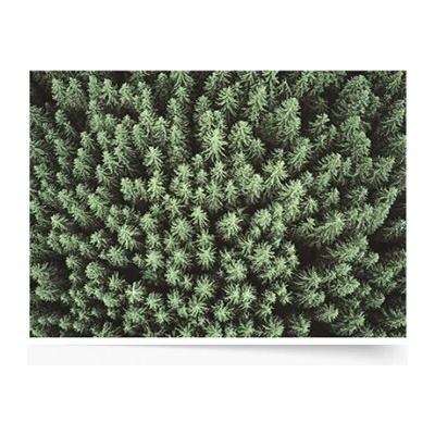 Plagát Les: Woods 40x30 - 78028