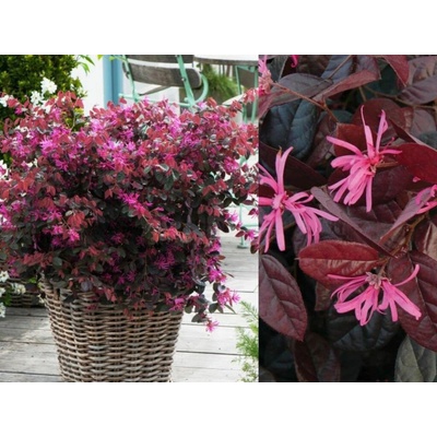 Loropetalum čínske Fire Dance, výška 30-50 cm, kvetináč 9 l