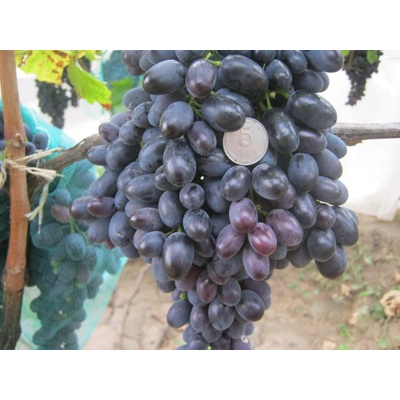 Vinič Kišmiš Rebekka ® кишмиш Ребекка stolová bezsemenná odroda