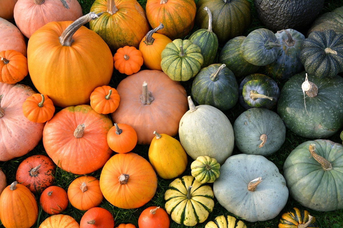 Nejrůznější druhy jedlých i okrasných dýní