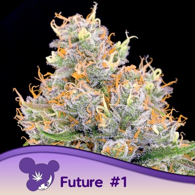 Anesia Seeds Future #1 semena neobsahují THC 3 ks