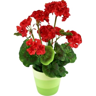 DOMMIO Muškát v keramickom kvetináči 40 × 25 cm červený