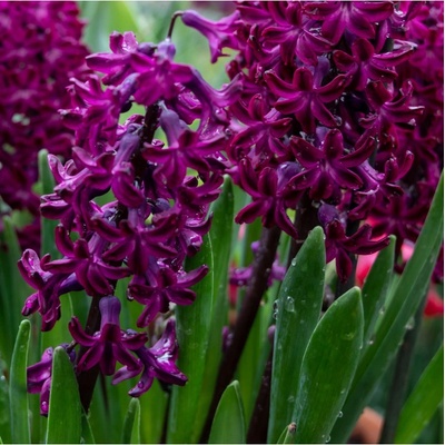 Hyacint Woodstock Hyacinthus cibule hyacintů 1 ks